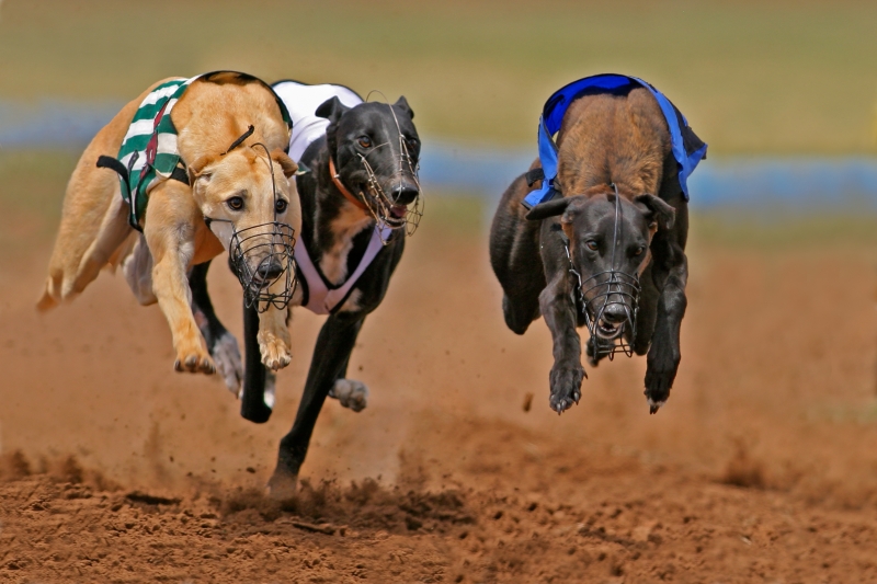 113613-sprinting-greyhounds