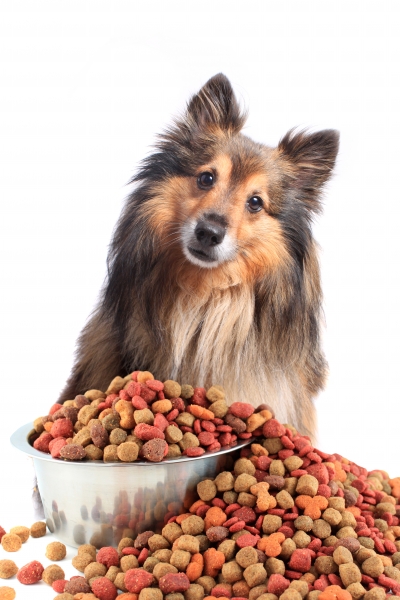 Fundersam hund vid överfull matskål